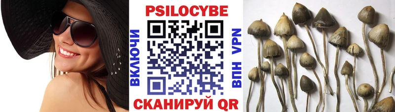 купить наркотик  Назарово  Псилоцибиновые грибы Psilocybine cubensis 